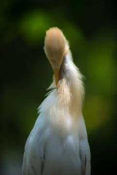 Eastern cattle egret, Bubulcus coromandus, Stock Photos