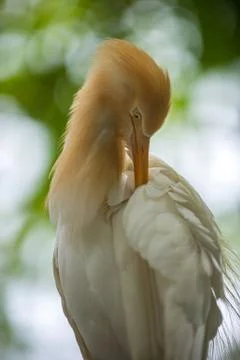 Eastern cattle egret, Bubulcus coromandus, Stock Photos
