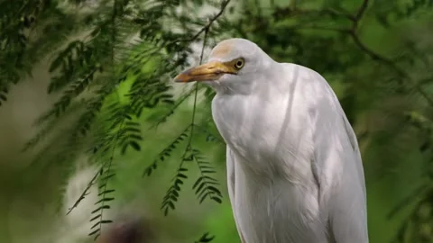 Eastern Cattle Egret perched on tree branch in green foliage Stock Footage 334225048