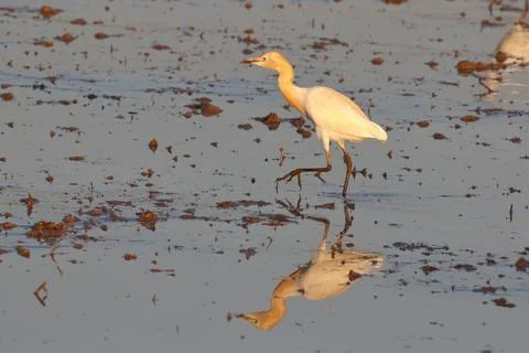 Eastern Cattle Egret Stock Photos