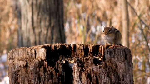 Eastern Chipmunk and E. Blue Jay at natural feeder, E USA Stock Footage 120213703