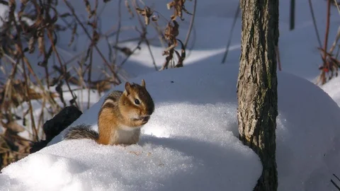 Eastern Chipmunk cleaning itself, Winter, forest, E USA Stock Footage 120095841