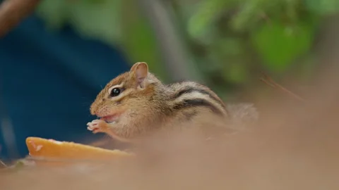 Eastern Chipmunk Eating in a Forest, 4K Stock Footage 257682750