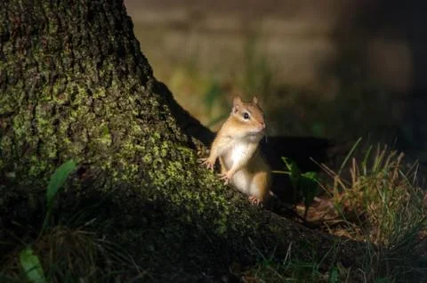 Eastern Chipmunk in evening light at the base of a tree 写真素材