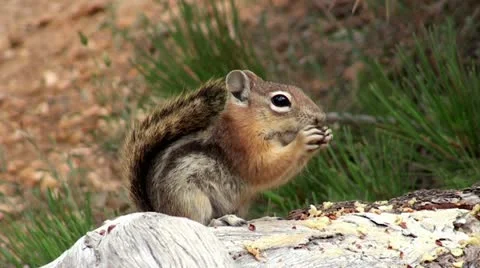 Eastern Chipmunk Stock Footage 12450197
