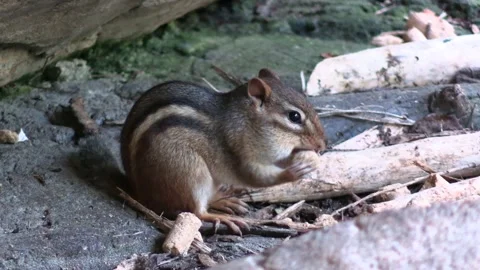Eastern Chipmunk foraging looking for food collecting cheek pouches storage Stock Footage 142613638