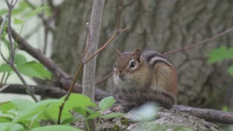 An eastern chipmunk has a nap Stock Footage 303644870