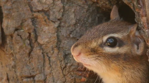 Eastern Chipmunk peaking out of tree close shot view of face 스톡 동영상 98150990