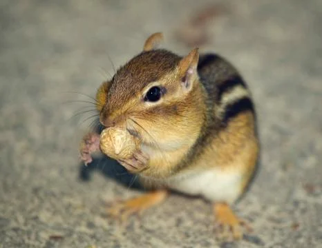 Eastern chipmunk Stock Photos