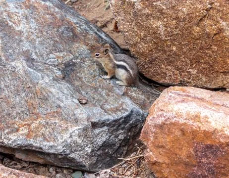 Eastern Chipmunk 库存照片