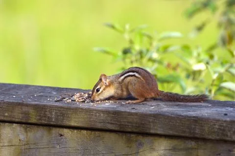 Eastern chipmunk Stock Photos