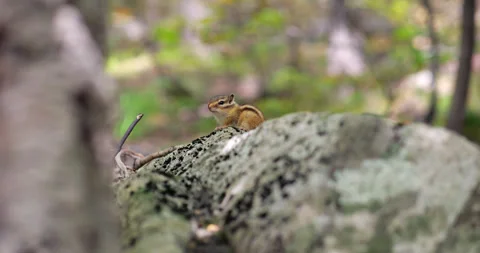 Eastern Chipmunk resting on a stone in forest, slow motion shot Video stock 304073775