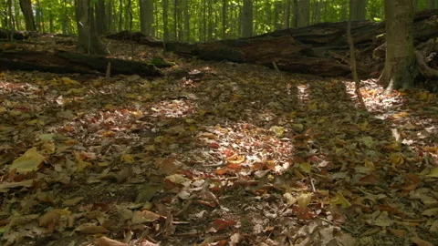 Eastern chipmunk running in forest Video stock 138983212