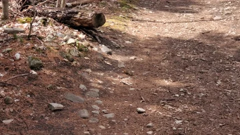 Eastern Chipmunk in a Trail, then taking off to the forest 動画素材 130543115
