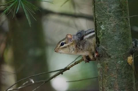 Eastern Chipmunk in a tree in the woods 스톡 사진
