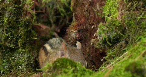 Eastern chipmunk while eating Vídeo Stock 138983093