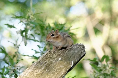 Eastern chipmunk in the woods Foto stock