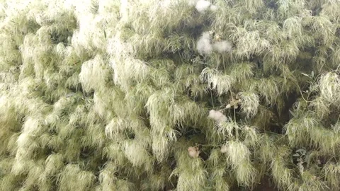 Eastern Clematis, shrub Video stock 287057602