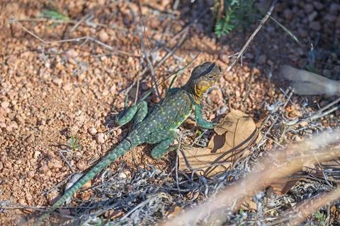 Eastern Collared Lizard Basking in the Sun Stock Photos