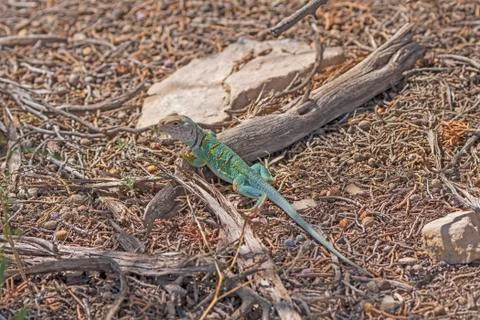 Eastern Collared LIzard in the Hills Stockfoto's