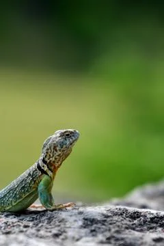 Eastern Collared Lizard Stock Photos