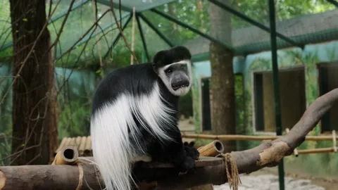 Eastern colobus monkey Video stock 137653981