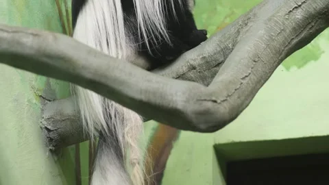 Eastern colobus monkey or guereza with a long tail sits on a tree, monkey i.. Stock Footage 301396514