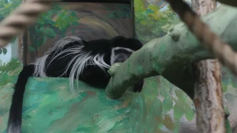 Eastern colobus monkey or guereza with long tail lies on a tree branch in a.. Stock Footage 301396558