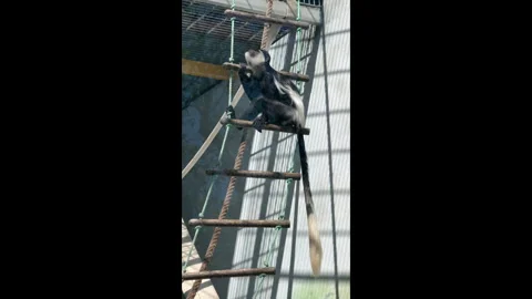 Eastern colobus monkey swinging on ropes at the zoo Stock-Footage 310517246
