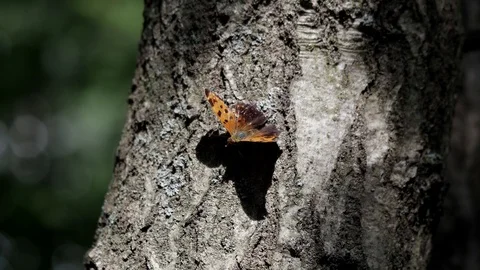 Eastern comma butterfly casts a nice shadow on a pine tree. Video stock 91882507