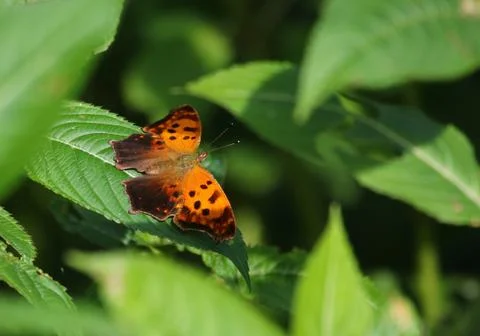 Eastern Comma Butterfly Stock Photos