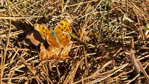 Eastern Comman butterfly. Stock Photos