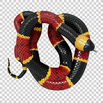 Eastern Coral Snake Pose Stock Illustration