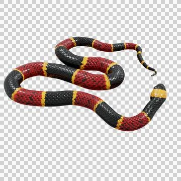 Eastern Coral Snake Pose Stock Illustration