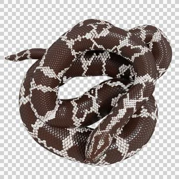 Eastern Coral Snake Pose Stock-Illustration