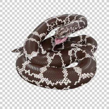 Eastern Coral Snake Pose Stock-Illustration