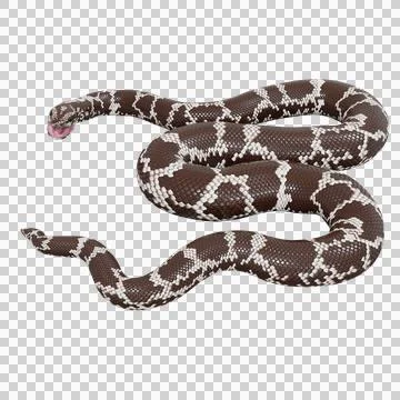 Eastern Coral Snake Pose Stock Illustration