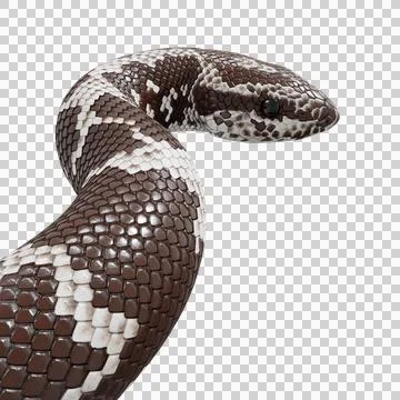 Eastern Coral Snake Pose Stock Illustration