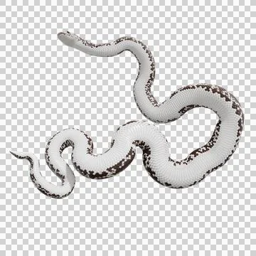 Eastern Coral Snake Pose Stock Illustration