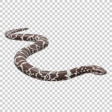 Eastern Coral Snake Pose Stock-Illustration