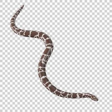 Eastern Coral Snake Pose Illustrazione stock