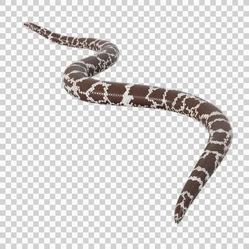 Eastern Coral Snake Pose Stock-Illustration