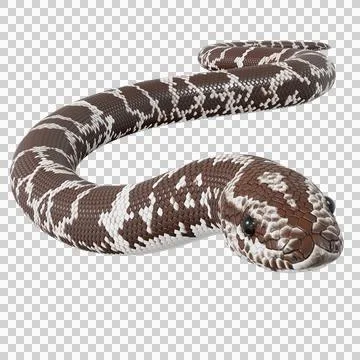 Eastern Coral Snake Pose Illustrazione stock
