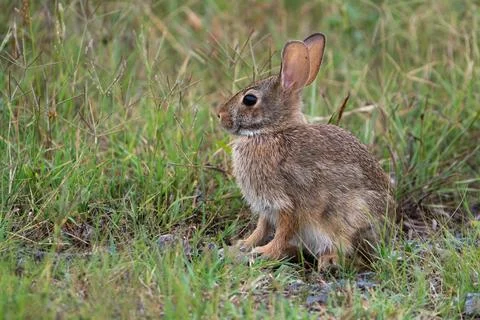 Eastern Cottontail Stock Photos