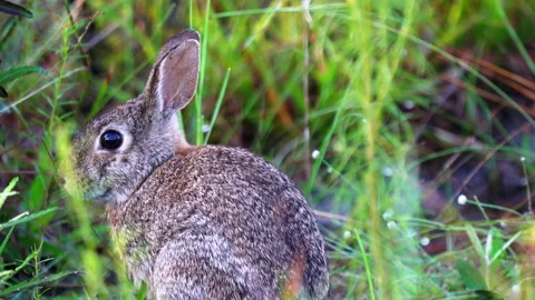 EASTERN COTTONTAIL RABBIT CLOSE UP Stock Footage 228736975