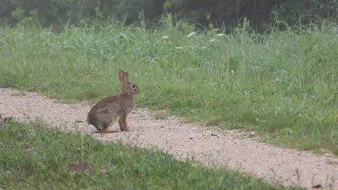 Eastern Cottontail Rabbit, E USA Stock Footage 205475666