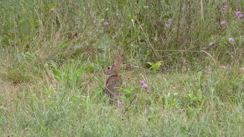 Eastern Cottontail Rabbit eating vegetation, E USA Stock Footage 100475083