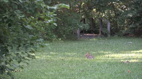 Eastern Cottontail Rabbit in field Video stock 111779621