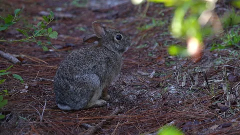 EASTERN COTTONTAIL RABBIT MEDIUM SHOT Stock Footage 228736748