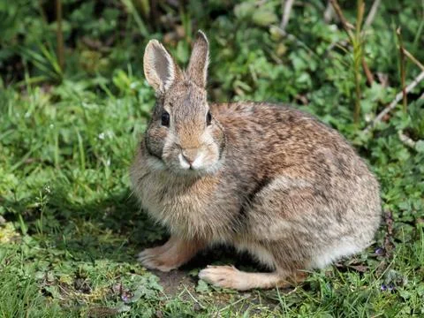 Eastern Cottontail Rabbit Stock Photos